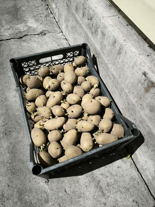 Продам картофель семенной