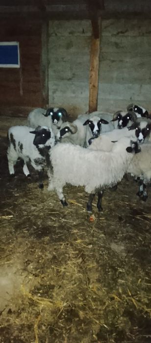 Vând un berbecuț și ²mele și un mascul