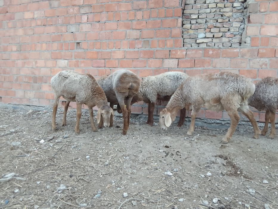 Мода арашан куйлари