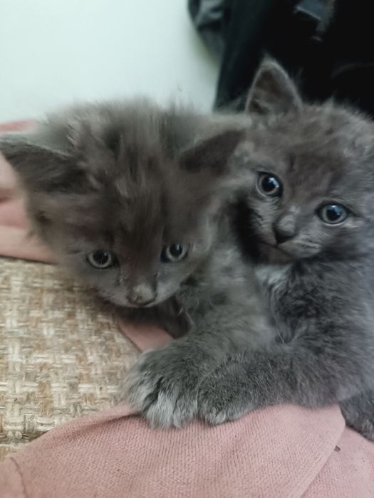 Отдам умных котят