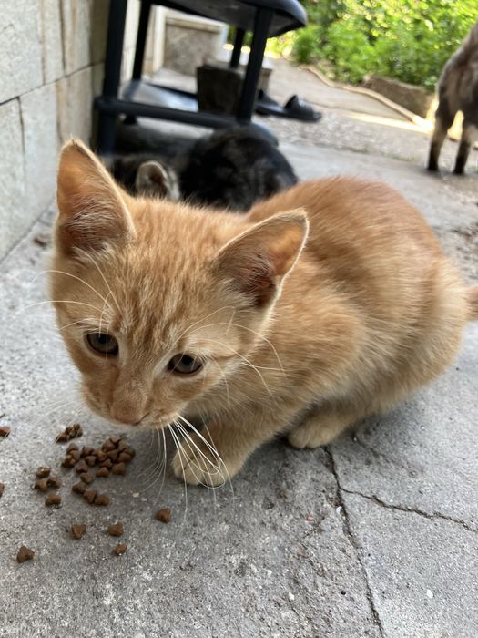 Подаряват се котенца
