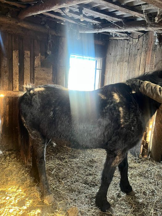 Продам кобылу с откорма