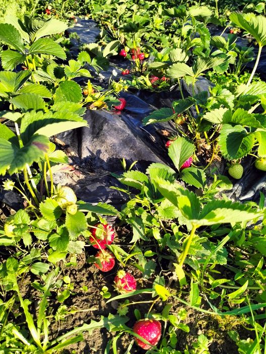 Gem bio de căpșuni