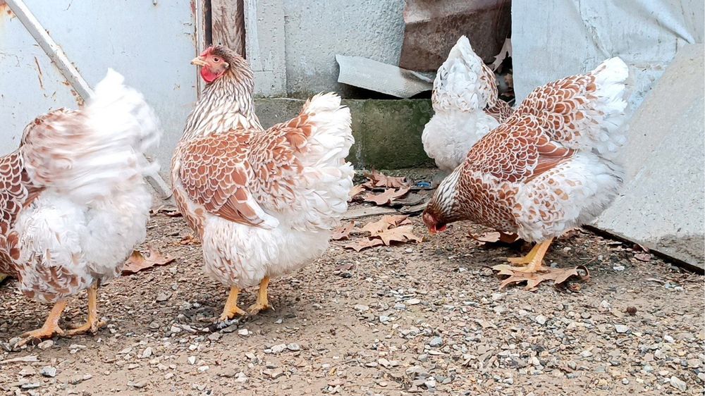 ВИАНДОТ белое золото парода ТУХУМИ