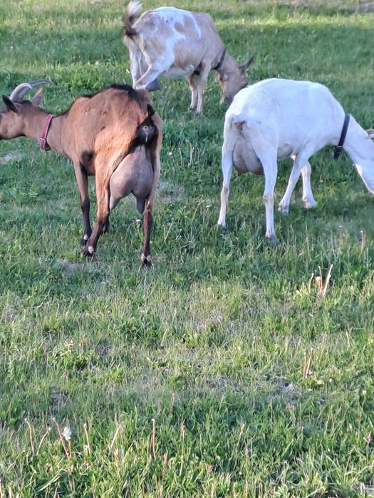 Vind două capre una alpină franceză și una sannen sunt la adoua fătare 3.5l la zi una