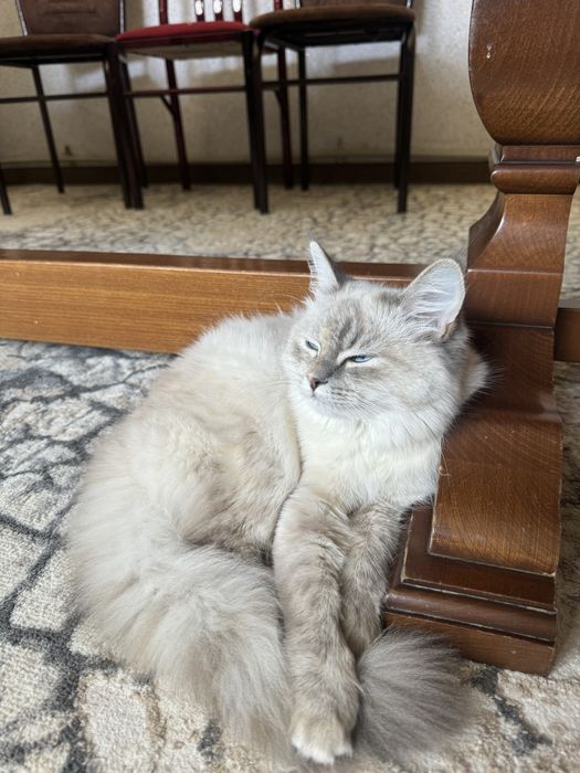 Бесплатно ,Кошка,мысык,котенок