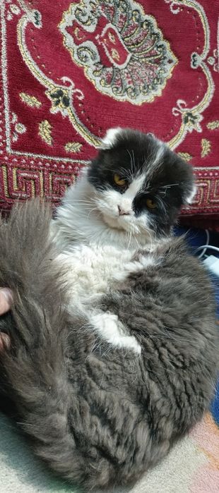 Pishik sotiladi Arkak britanski