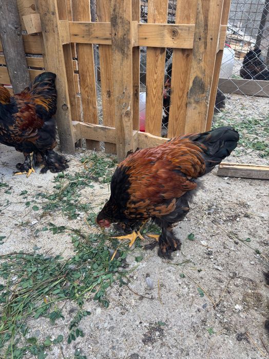 Cocos Brahma Gold de vânzare