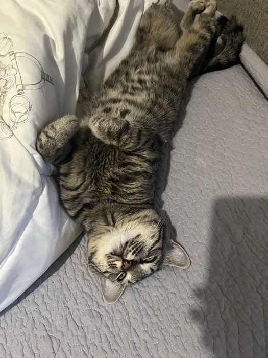 Отдам кота в хорошие, добрые руки