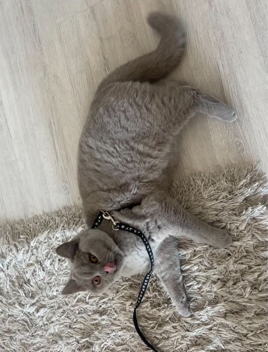 Pisica British ShortHair