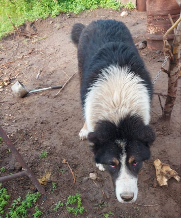 Продается Алабай