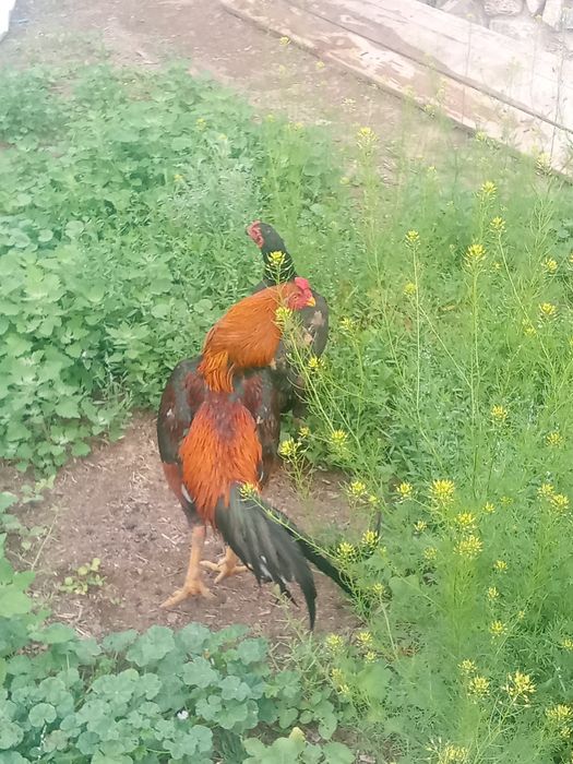 Дакан Дакан Дакан Дакан