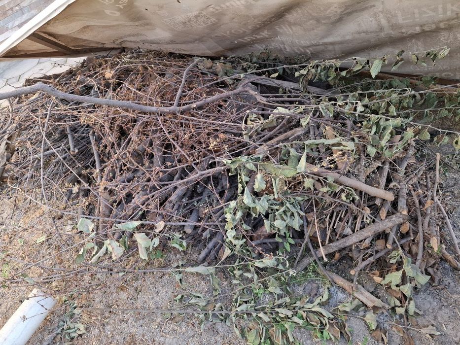 O'rik daraxtidan o'tin sotiladi