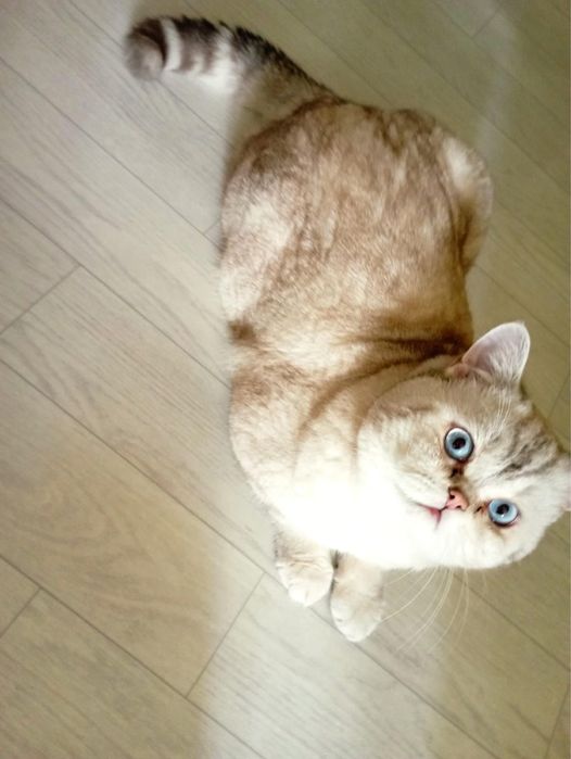 Продам очень красивые кошки !