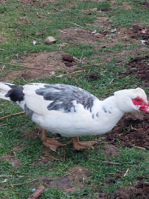 Vand 20 de rate mute tinere