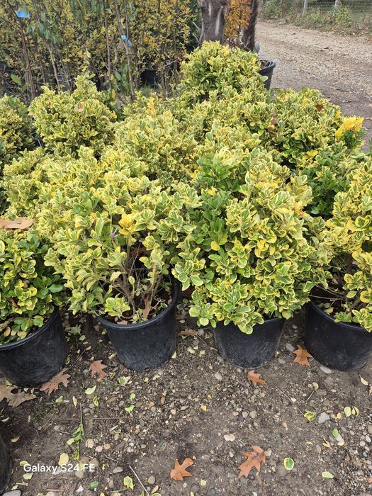 Tuia  leylandii la oferta