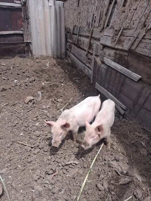 Продам поросят 2 мемяца