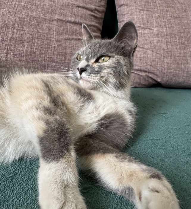 Отдадим кошечек в добрые руки