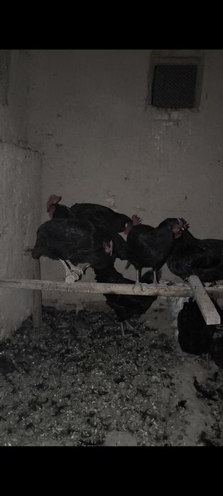 Qora shahzoda toʻvuq