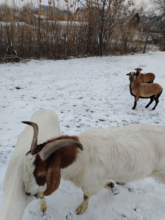 Vând țap metis boie cu carpatin