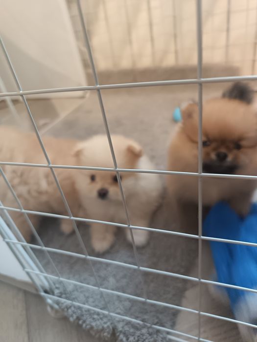 Щенки породы шпиц