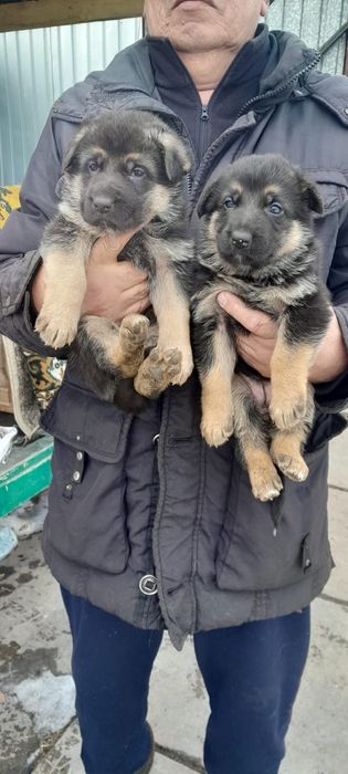 Продам щенков немецкой овчарки.