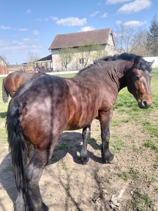 Mânji armăsari de 2 ani