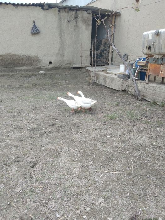 Ĝozlar sotiladi.
