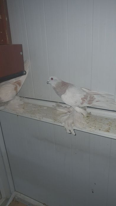 Продуется голубей