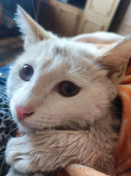 Котёнок мальчик 5месяцев