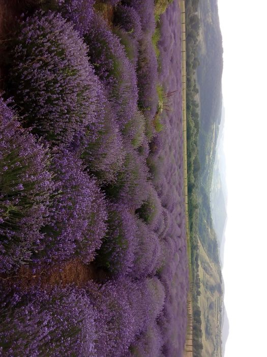 Tufe LaVanda VERA Provance BIO  soi Alimentar,Medicinal si Cosmetic RO