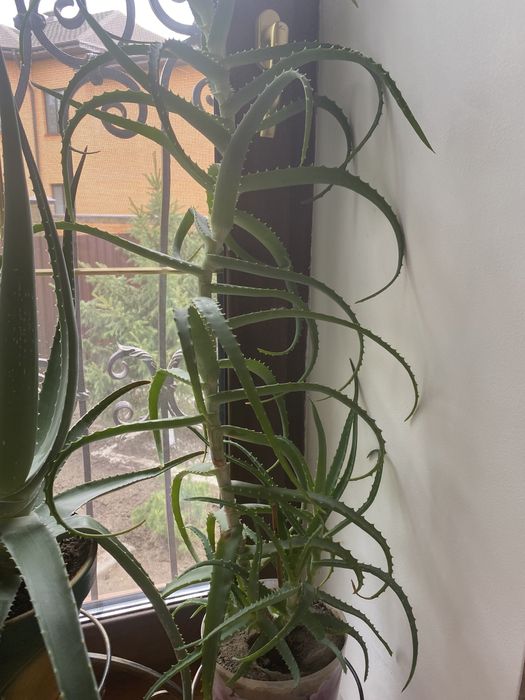 Продам алоэ