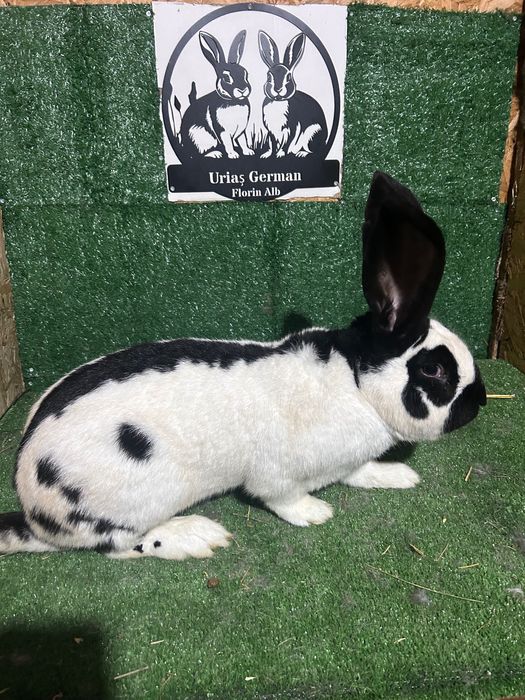 Mascul Fluture German