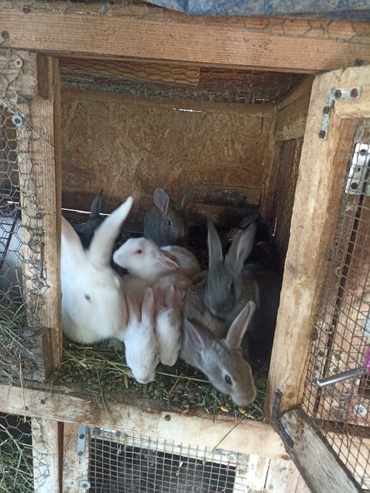 Vând iepuri hycole francez