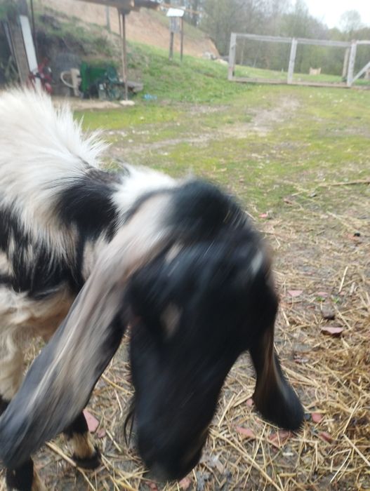 Vind s-au schimb țap Anglonubian