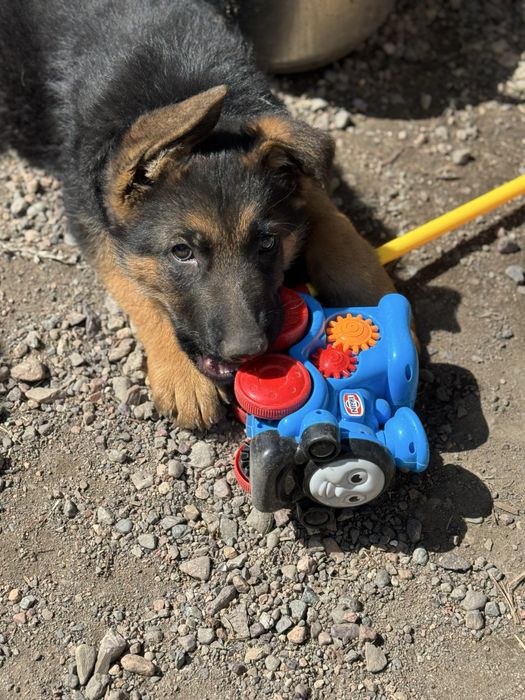 Щенки немецкой овчарки