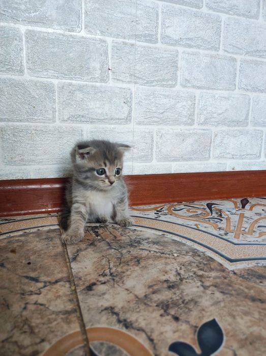 котята веслоухие