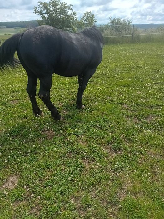 De vanzare armăsari de 3 ani