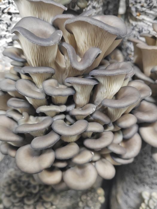 Грибы вешенка свежие