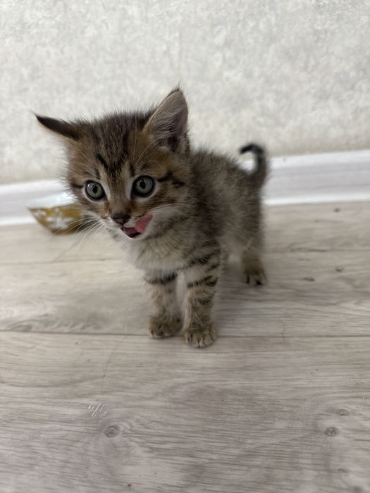 Отдам котенка (мальчик) бесплатно!