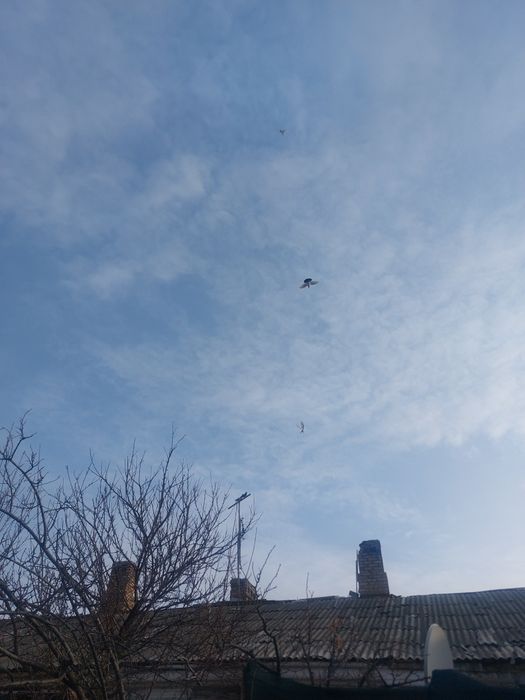 Каптар сотилади учади уйниди жук бор пара чубатин абризной бор шаливий