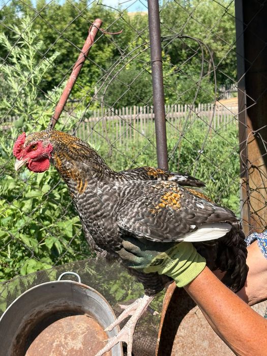 Продам или обменяю петухов