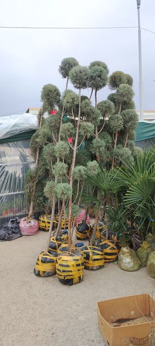 Арчалар сотилади