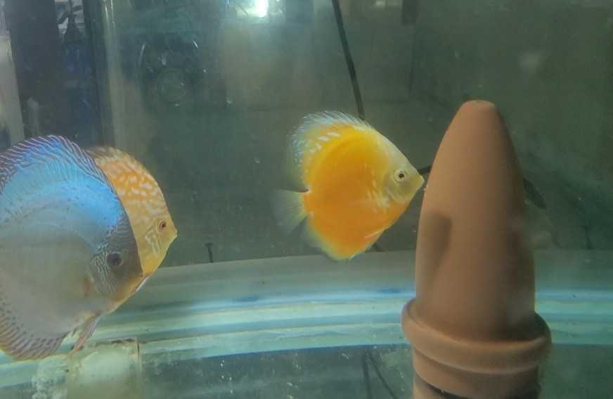 Продам рыбок дискусов