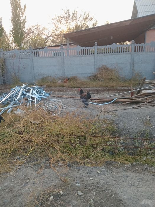 Петуха брамма продам.