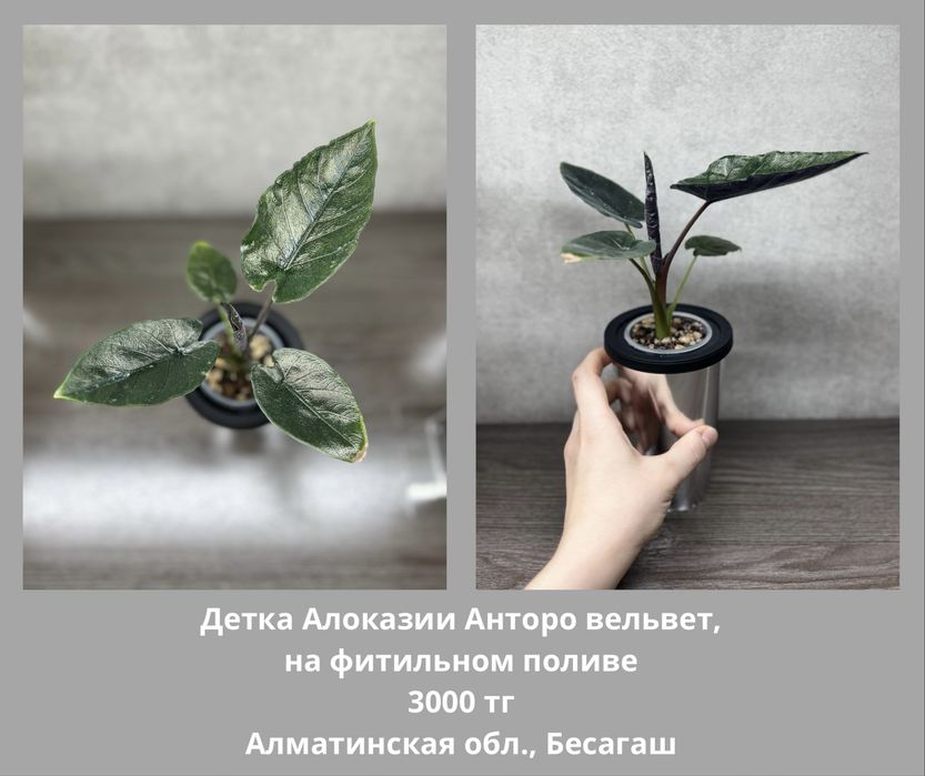 Алоказии разные (детки)