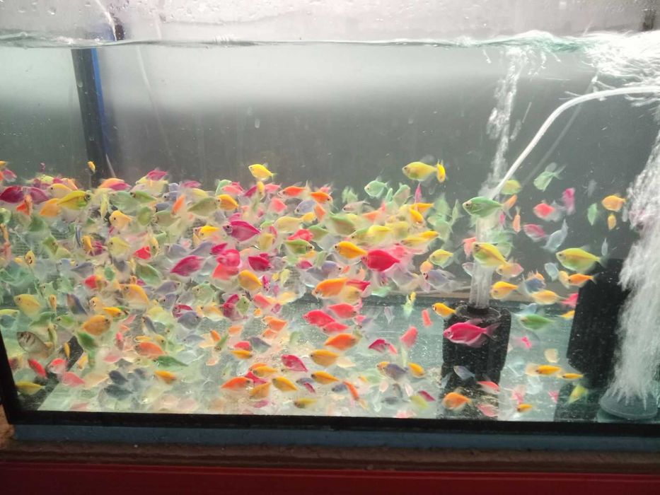 Хелери и тернеция