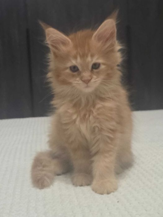 Продаются Мейн-кун-Полидакт