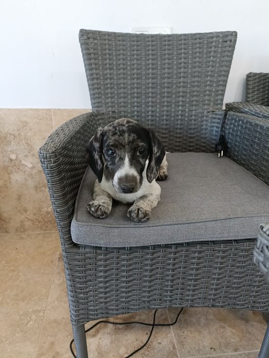 Teckel mini arlechin , tekel merle , dachshund mini