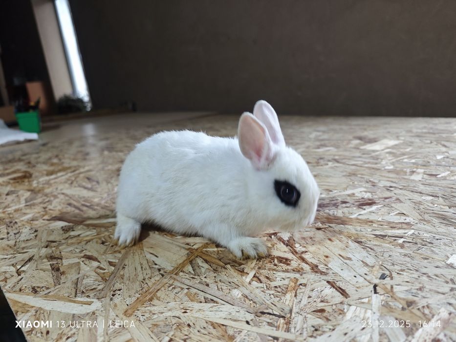 Кролики декоративные карликовые